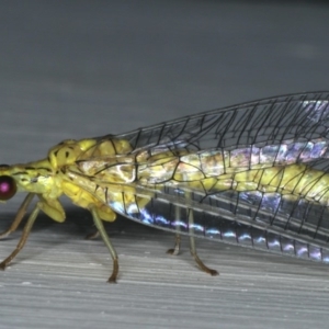 Italochrysa insignis at Ainslie, ACT - 5 Dec 2019