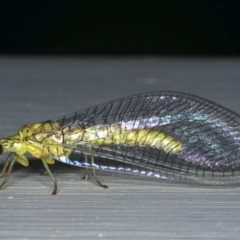 Italochrysa insignis at Ainslie, ACT - 5 Dec 2019