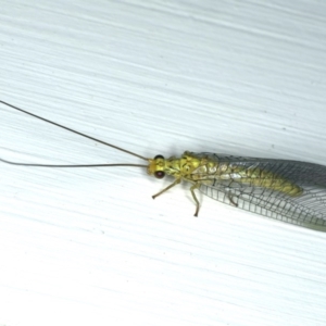 Italochrysa insignis at Ainslie, ACT - 5 Dec 2019 10:56 PM