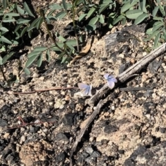 Zizina otis (Common Grass-Blue) at Booth, ACT - 22 Jul 2020 by KMcCue