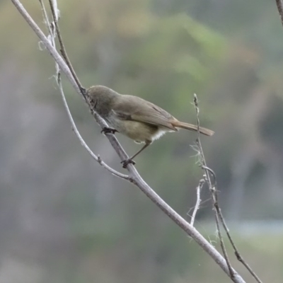 Acanthiza pusilla (Brown Thornbill) at Yarralumla, ACT - 25 Jul 2020 by Mike
