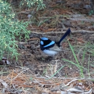 Malurus cyaneus at Yarralumla, ACT - 25 Jul 2020 02:49 PM