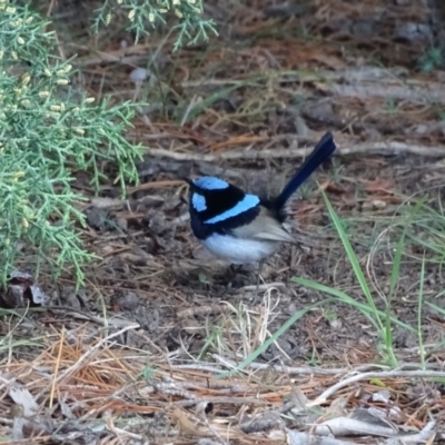 Malurus cyaneus (Superb Fairywren) at Yarralumla, ACT - 25 Jul 2020 by Mike