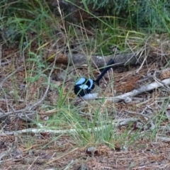 Malurus cyaneus at Yarralumla, ACT - 25 Jul 2020