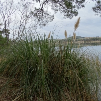 Cortaderia selloana (Pampas Grass) at Yarralumla, ACT - 25 Jul 2020 by Mike