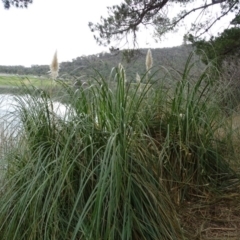 Cortaderia selloana at Yarralumla, ACT - 25 Jul 2020