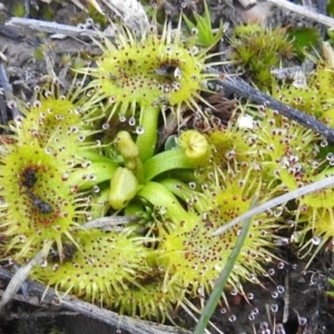 Drosera sp. at Tuggeranong DC, ACT - 25 Jul 2020