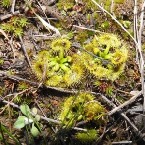 Drosera sp. at Tuggeranong DC, ACT - 25 Jul 2020