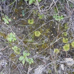 Drosera sp. at Tuggeranong DC, ACT - 25 Jul 2020