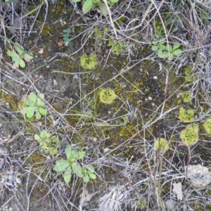 Drosera sp. at Tuggeranong DC, ACT - 25 Jul 2020