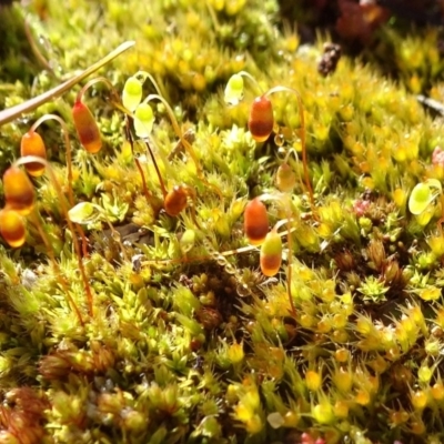 Bryaceae (family) (A moss) at Ainslie, ACT - 25 Jul 2020 by JanetRussell