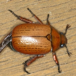 Anoplognathus brunnipennis at Ainslie, ACT - 5 Dec 2019 08:13 PM