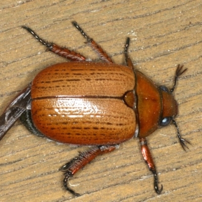 Anoplognathus brunnipennis (Green-tailed Christmas beetle) at Ainslie, ACT - 5 Dec 2019 by jb2602