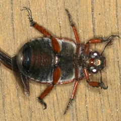 Anoplognathus brunnipennis at Ainslie, ACT - 5 Dec 2019 08:13 PM