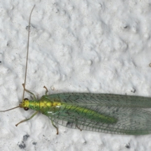 Apertochrysa edwardsi at Ainslie, ACT - 5 Dec 2019