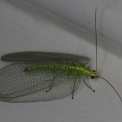 Nothancyla verreauxi (A Green Lacewing (with wide wings)) at Ainslie, ACT - 5 Dec 2019 by jb2602