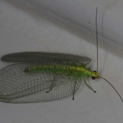 Nothancyla verreauxi (A Green Lacewing (with wide wings)) at Ainslie, ACT - 5 Dec 2019 by jbromilow50