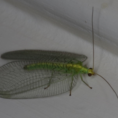 Nothancyla verreauxi (A Green Lacewing (with wide wings)) at Ainslie, ACT - 5 Dec 2019 by jb2602