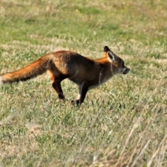 Vulpes vulpes (Red Fox) at Fyshwick, ACT - 24 Jul 2020 by RodDeb