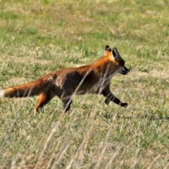 Vulpes vulpes at Fyshwick, ACT - 24 Jul 2020