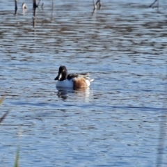 Spatula clypeata at Fyshwick, ACT - 24 Jul 2020