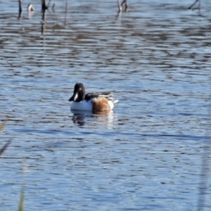 Spatula clypeata at Fyshwick, ACT - 24 Jul 2020