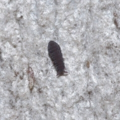 Hypogastrura sp. (genus) (A Springtail) at ANBG - 7 Jul 2020 by TimL