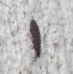 Hypogastrura sp. (genus) at Acton, ACT - 7 Jul 2020