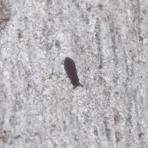 Hypogastrura sp. (genus) at Acton, ACT - 7 Jul 2020