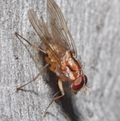Muscidae (family) (Unidentified muscid fly) at Acton, ACT - 7 Jul 2020 by TimL