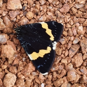 Eutrichopidia latinus at Gundaroo, NSW - 2 Mar 2020