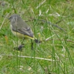 Acanthiza chrysorrhoa (Yellow-rumped Thornbill) at Yarralumla, ACT - 25 Jul 2020 by Mike