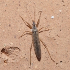 Nabis sp. (genus) (Damsel bug) at Evatt, ACT - 5 Jul 2020 by TimL