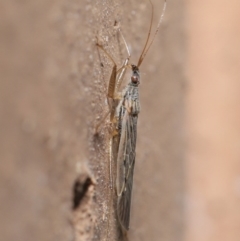 Nabis sp. (genus) at Evatt, ACT - 5 Jul 2020