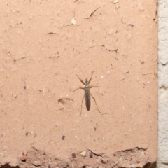 Nabis sp. (genus) at Evatt, ACT - 5 Jul 2020