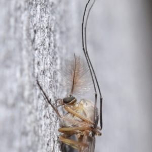 Chironomidae (family) at Acton, ACT - 3 Jul 2020 12:08 PM