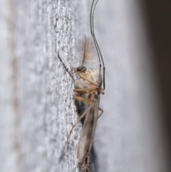 Chironomidae (family) at Acton, ACT - 3 Jul 2020 12:08 PM