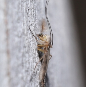 Chironomidae (family) at Acton, ACT - 3 Jul 2020 12:08 PM