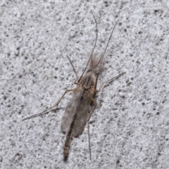 Chironomidae (family) at Acton, ACT - 3 Jul 2020 12:08 PM