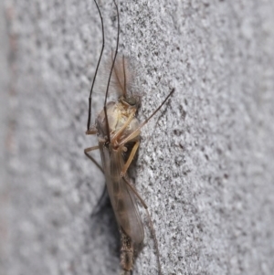 Chironomidae (family) at Acton, ACT - 3 Jul 2020 12:08 PM