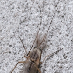 Chironomidae (family) at Acton, ACT - 3 Jul 2020 12:08 PM