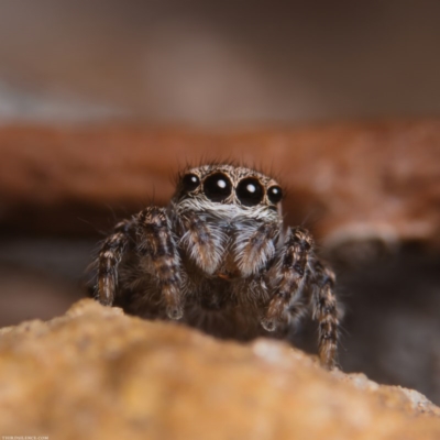 Unidentified Spider (Araneae) at Jerrabomberra Wetlands - 25 Jul 2020 by kdm