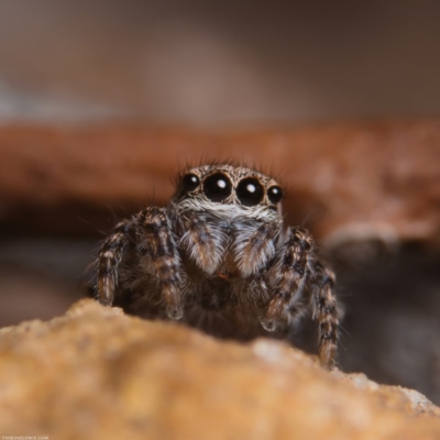 Unidentified Spider (Araneae) at Fyshwick, ACT - 25 Jul 2020 by kdm