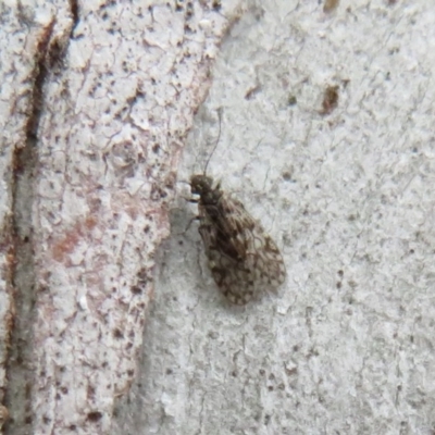 Psocodea 'Psocoptera' sp. (order) (Unidentified plant louse) at Molonglo Valley, ACT - 25 Jul 2020 by Christine