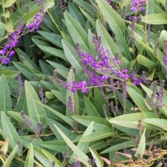 Hardenbergia violacea (False Sarsaparilla) at Weetangera, ACT - 25 Jul 2020 by JaneR