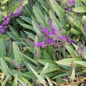 Hardenbergia violacea at Weetangera, ACT - 25 Jul 2020