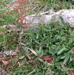 Rumex acetosella (Sheep Sorrel) at Weetangera, ACT - 25 Jul 2020 by JaneR