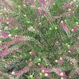 Lepidium africanum at Dunlop, ACT - 25 Jul 2020 04:39 PM