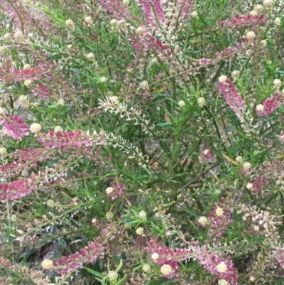 Lepidium africanum (Common Peppercress) at Dunlop, ACT - 25 Jul 2020 by JaneR