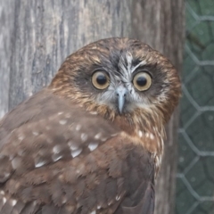 Ninox boobook (Southern Boobook) at Black Range, NSW - 26 Jul 2020 by AndrewMcCutcheon